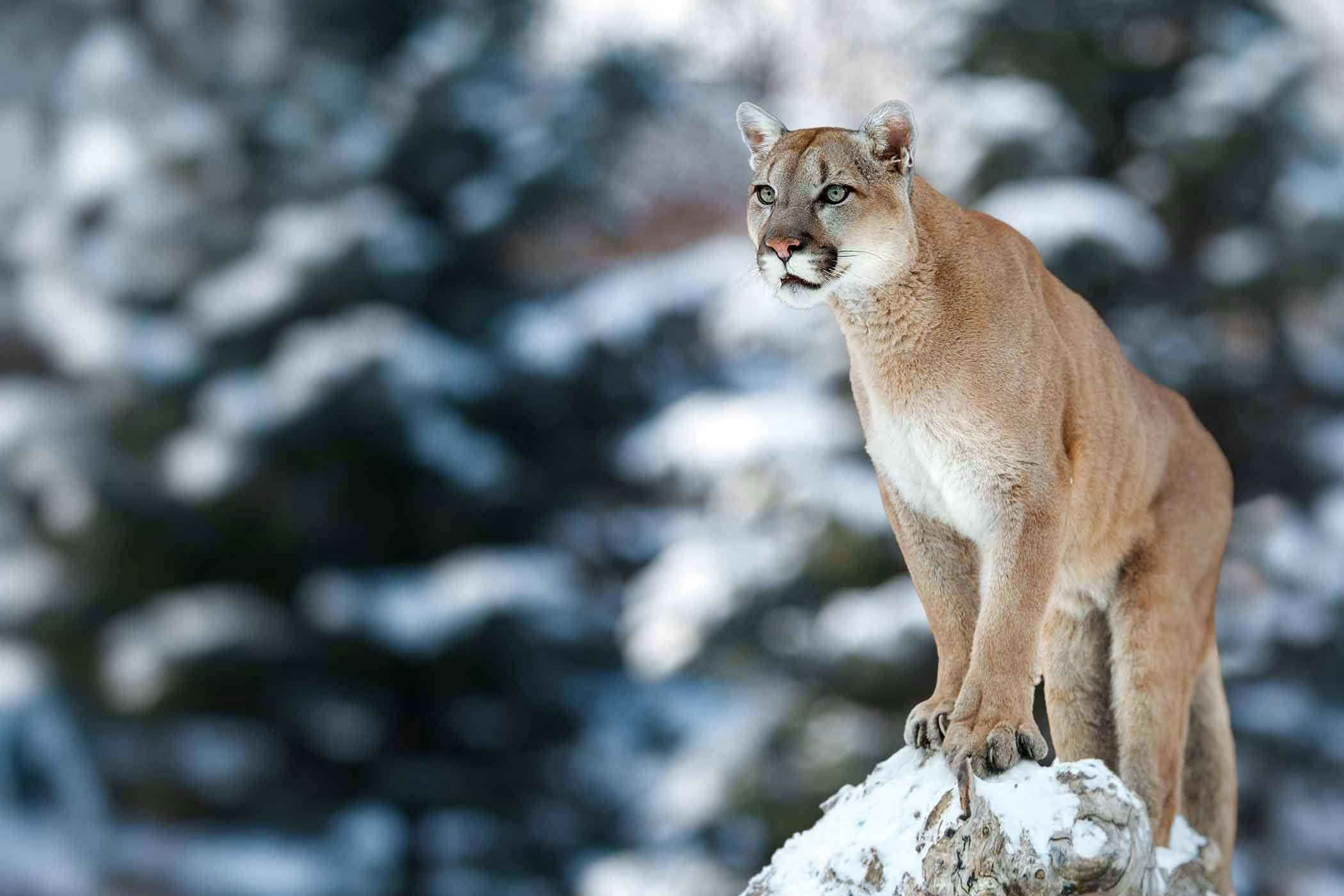 cougar hunt dog training train