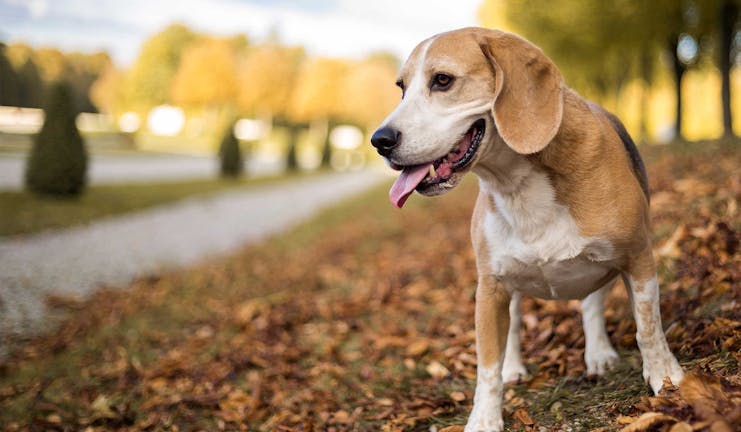 How to Train Your Beagle Dog to Hunt Deer