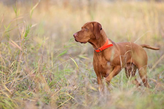 How to Train Your Dog to Hunt Multiple Animals