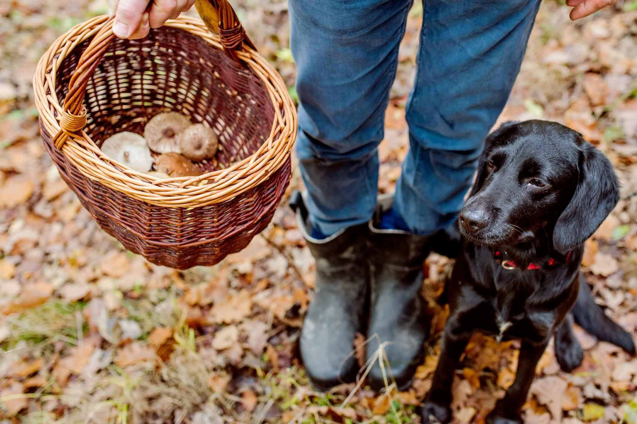 How to Train Your Dog to Hunt Mushrooms Wag!