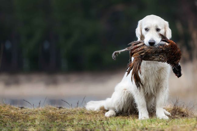 How to Train Your Dog to Hunt Pheasant
