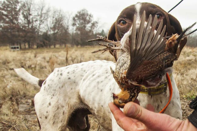 How to Train Your Dog to Hunt Quail