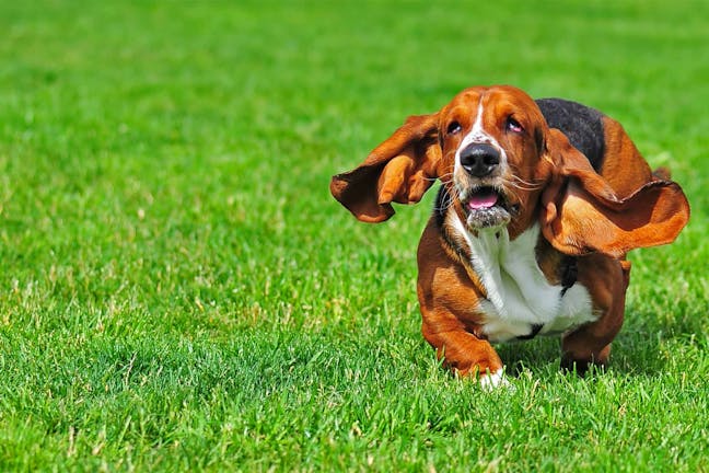 How to Train Your Basset Hound Dog to Hunt Rabbits