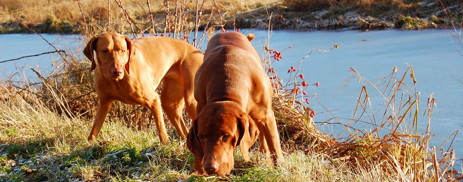 can you train an older dog to hunt