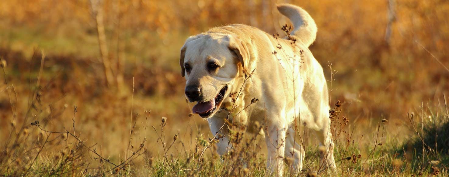 can you train an older dog to hunt