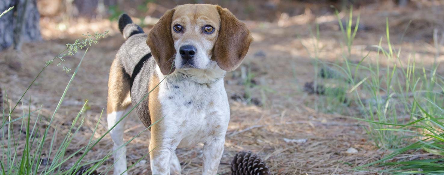 can you train an older dog to hunt