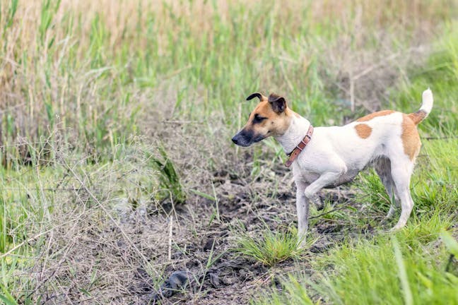 How to Train Your Dog to Hunt Small Game