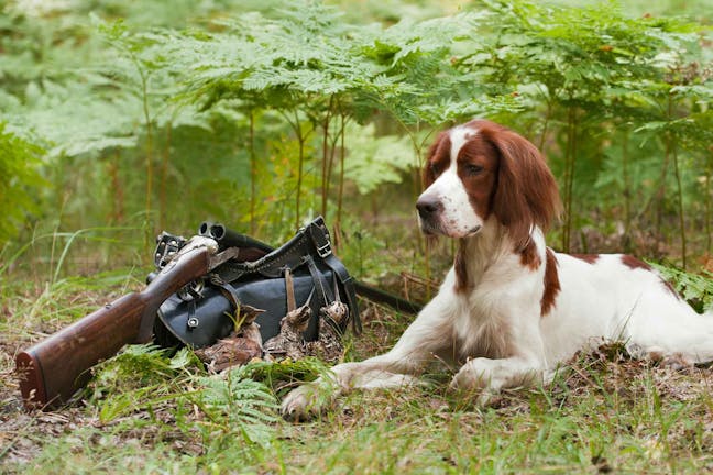 How to Train Your Dog to Hunt Turkey How to Train Your Dog to Hunt Turkey