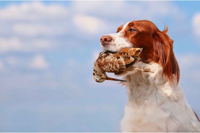 How to Train Your Dog to Hunt Woodcock How to Train Your Dog to Hunt Woodcock