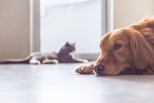 How to Train Your Dog to Ignore Cats How to Train Your Dog to Ignore Cats