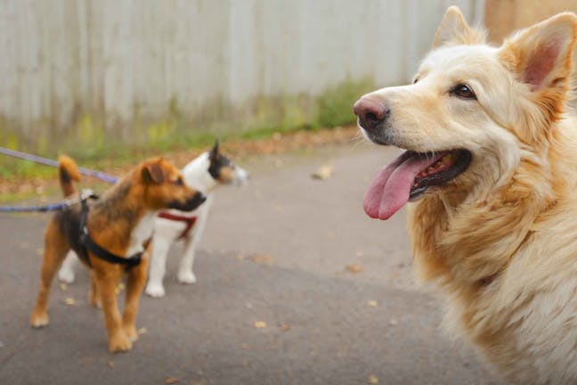 How to Train Your Dog to Ignore Other Dogs