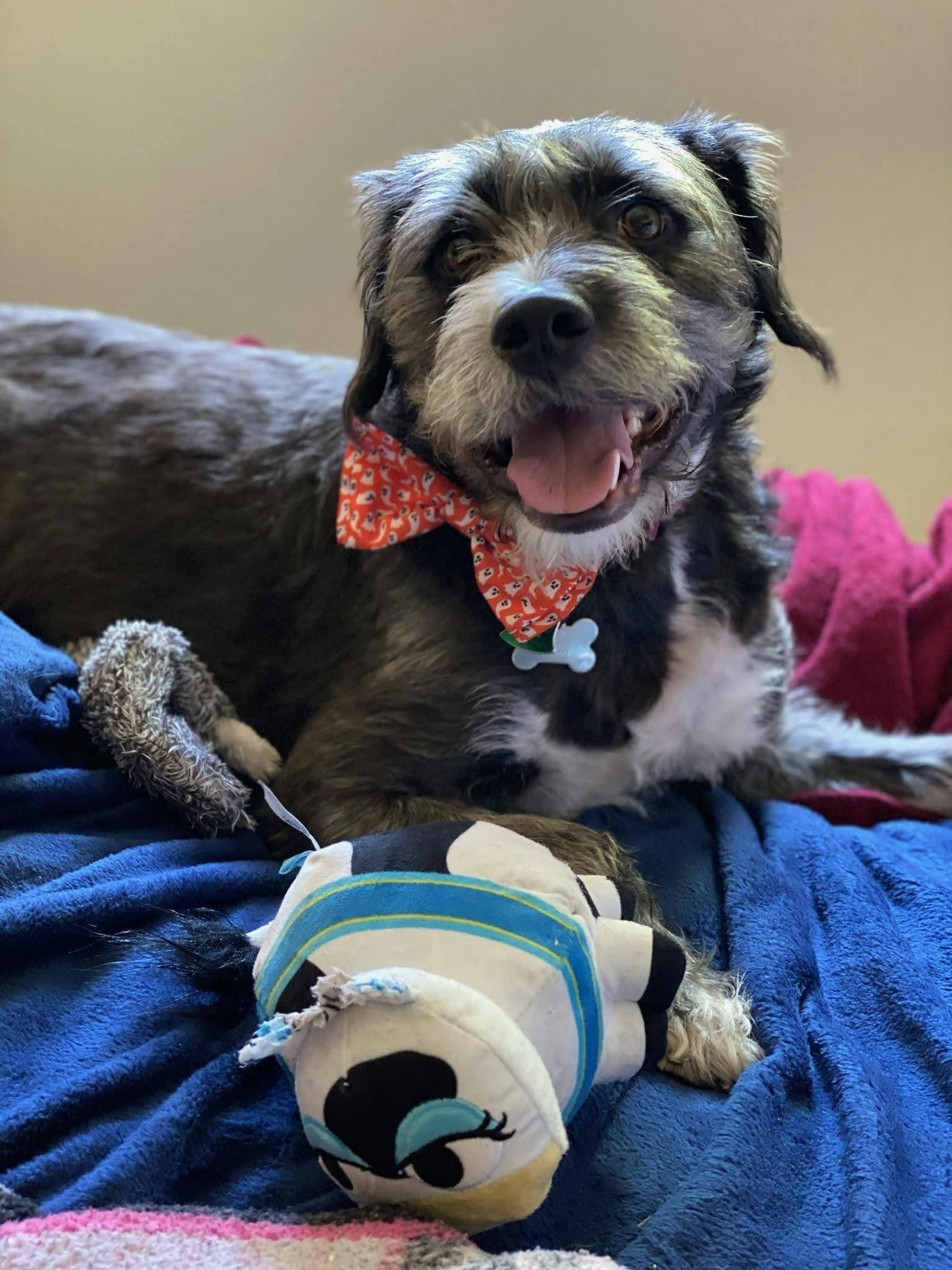 train dog to ignore other dogs