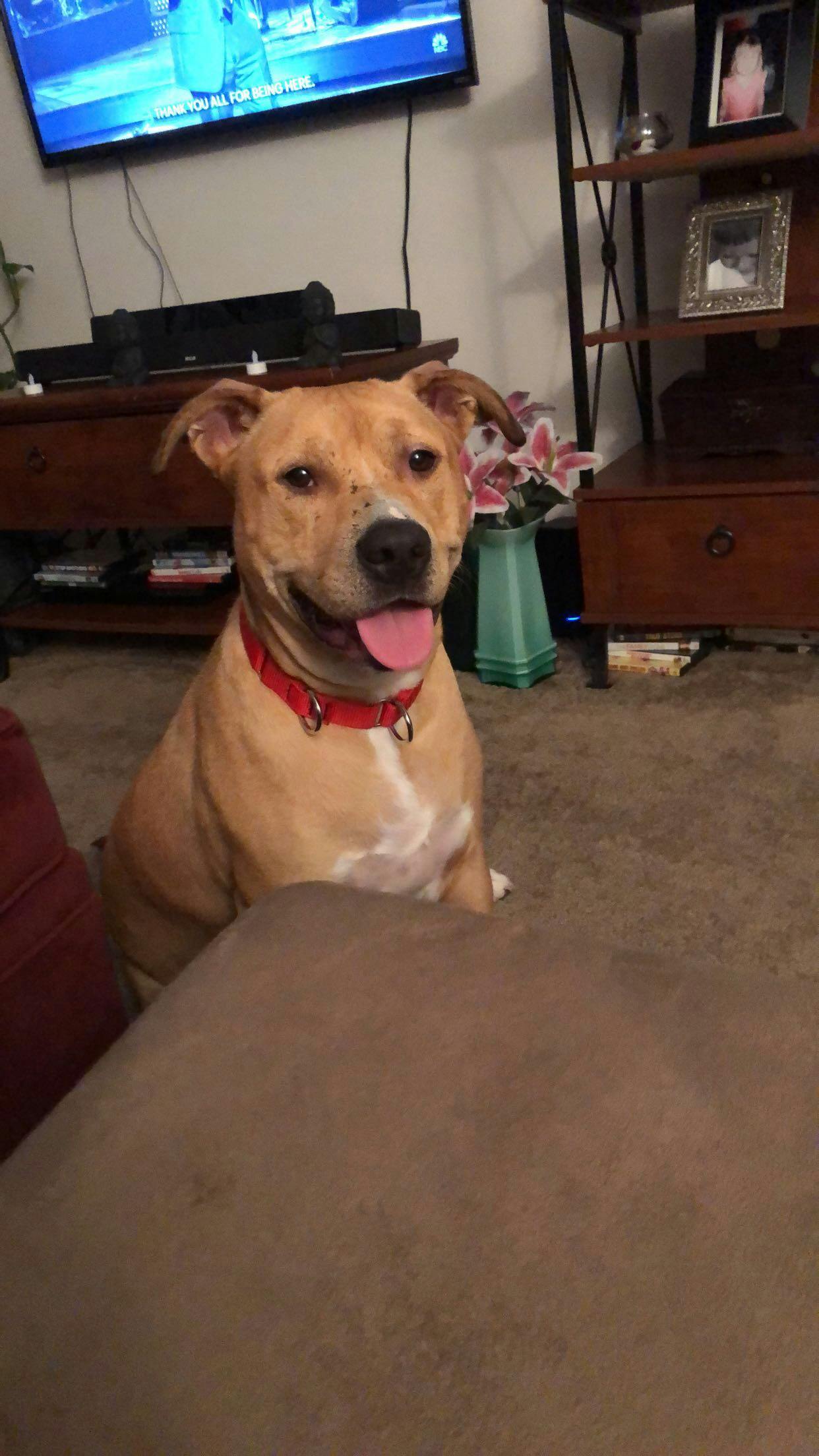 how to get my dog to ignore other dogs