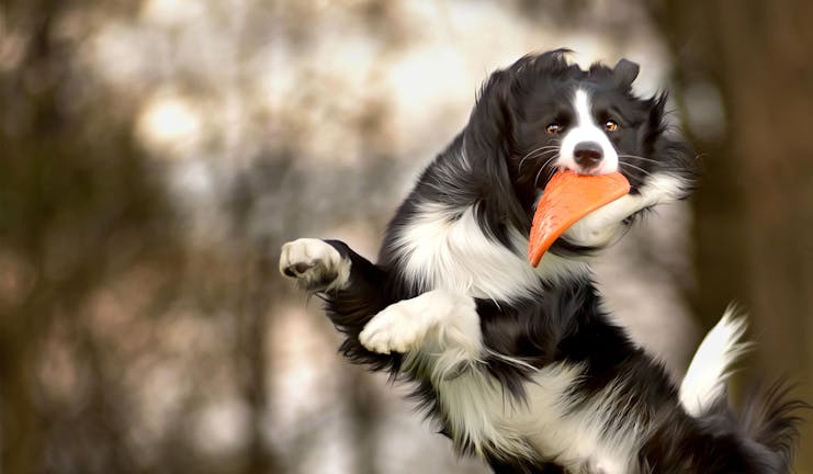 How to Train Your Older Dog to Jump How to Train Your Older Dog to Jump
