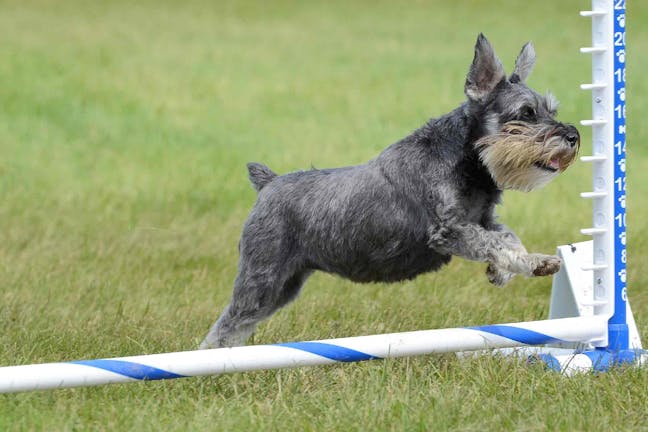 How to Train Your Dog to Jump Hurdles