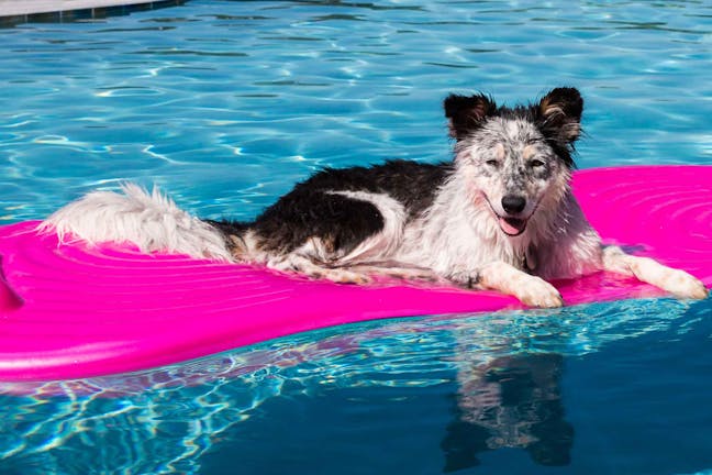 How to Train Your Dog to Jump Into a Pool