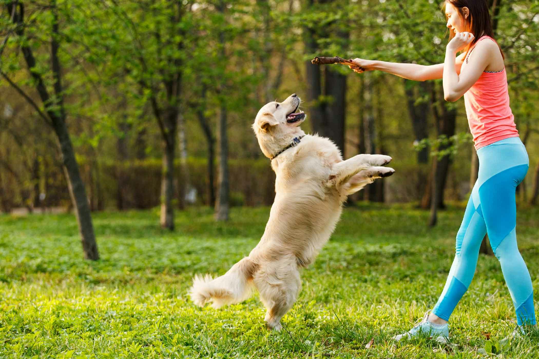 Dog Training Jumping