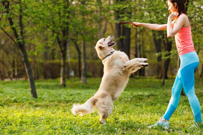 How to Train Your Dog to Jump on Command