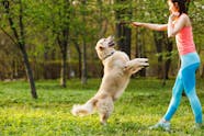 How To Train Your Dog To Jump On Command Wag How To Train Your Dog To Jump On Command Wag