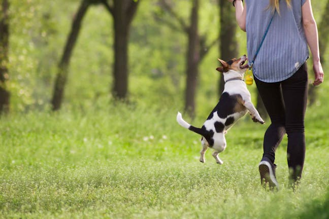 How to Train Your Dog to Jump on Your Back