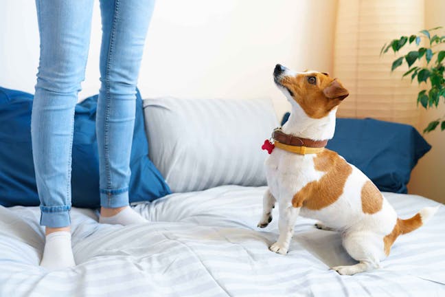 How to Train Your Dog to Jump onto the Bed