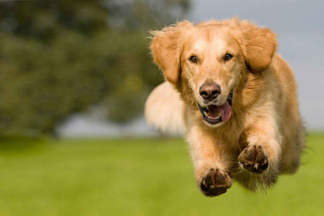 How to Train Your Dog to Jump Over Objects How to Train Your Dog to Jump Over Objects