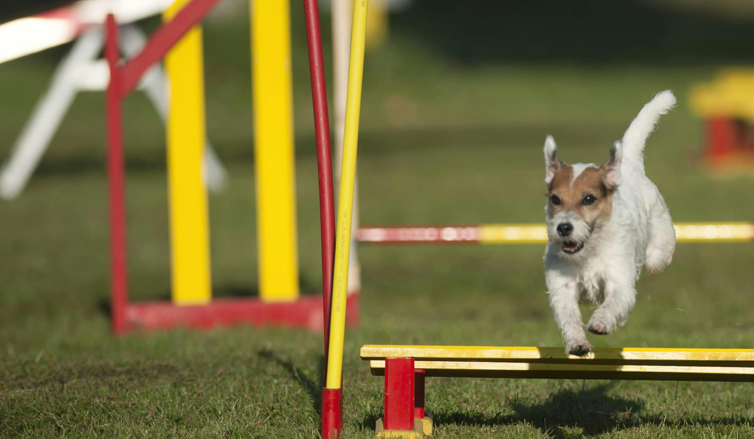 how do you train a dog to jump obstacles