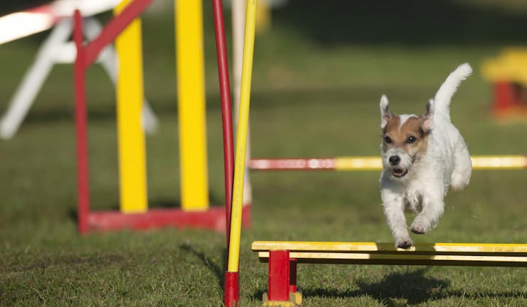How to Train Your Small Dog to Jump Over Obstacles