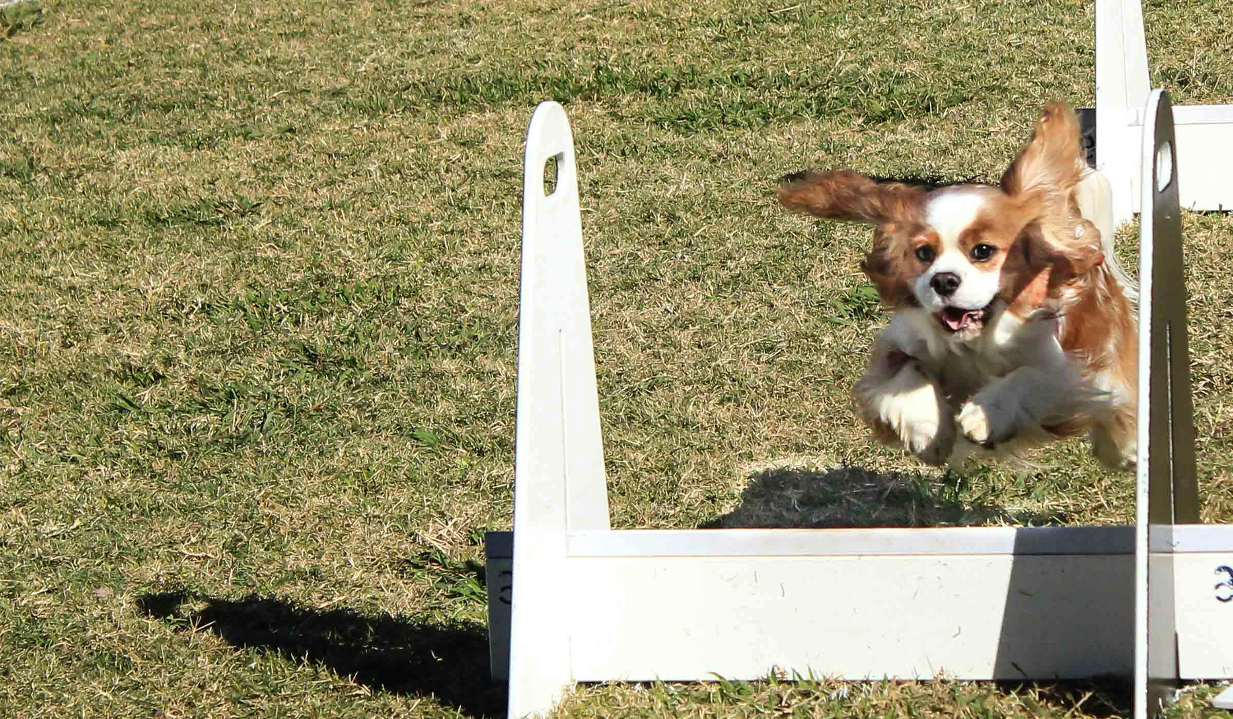 how do you train a dog to jump obstacles