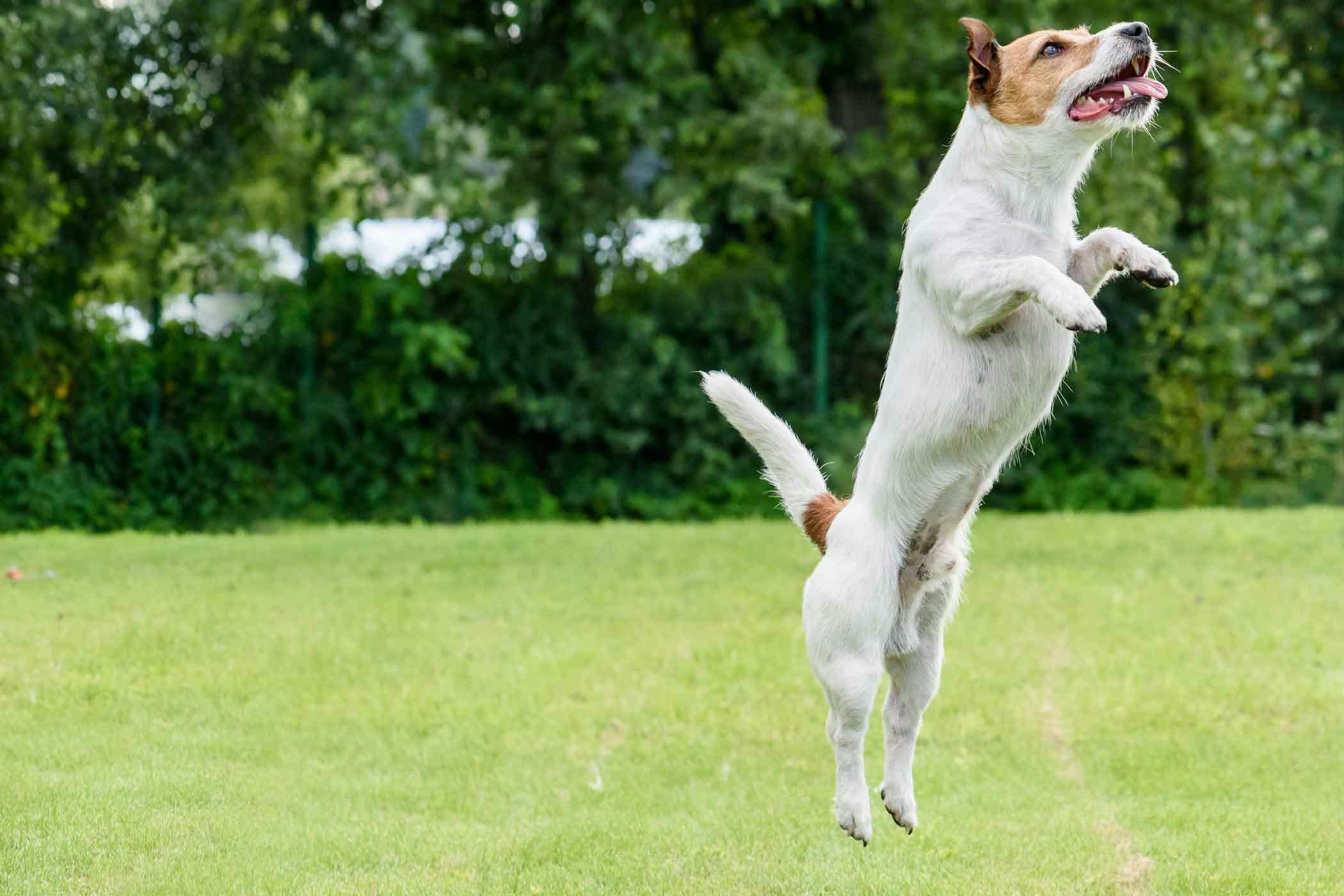 How to Train Your Dog to Jump Up | Wag!