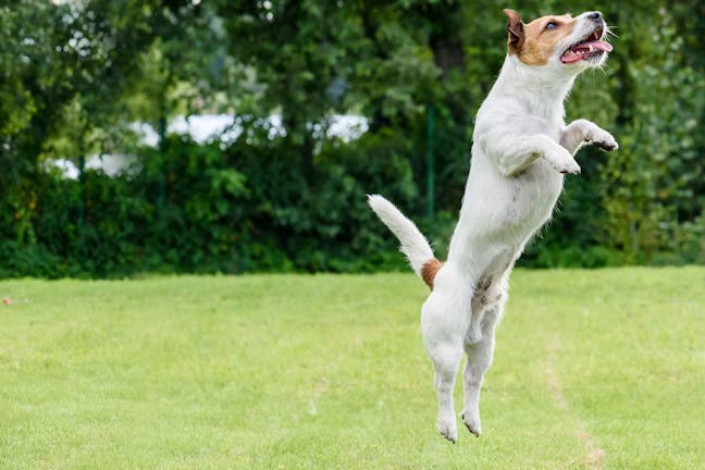 How to Train Your Dog to Jump Up