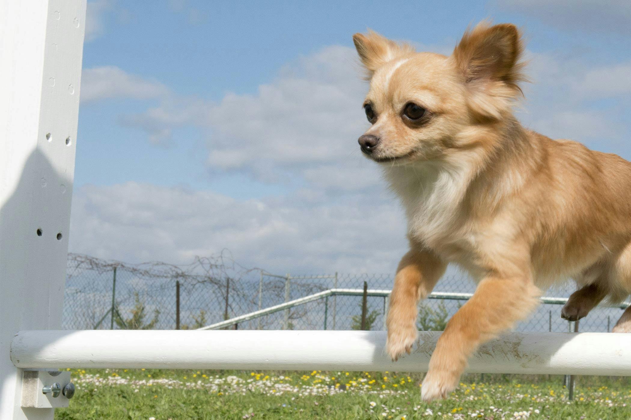 How to Train Your Chihuahua Dog to Jump Wag!