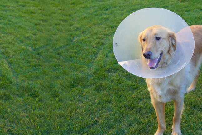 How to Train Your Dog to Keep a Cone On