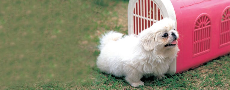 How to Kennel Train a Shih Tzu Puppy