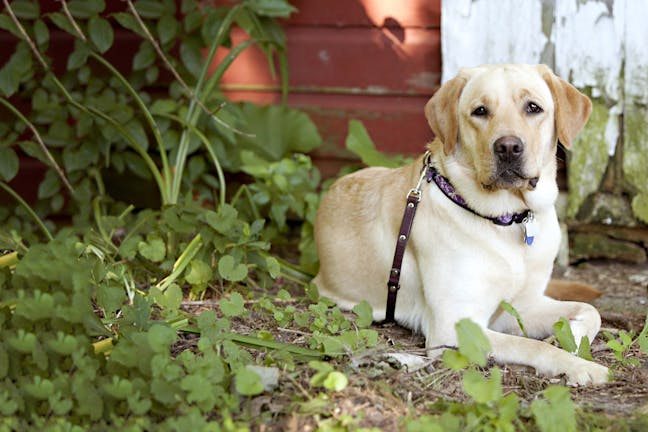 How to Train Your Dog to Lay Down from a Distance