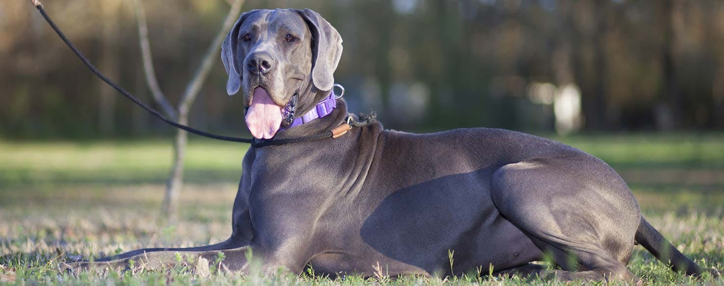 Traditional method for How to Train Your Dog to Lay Down from a Distance