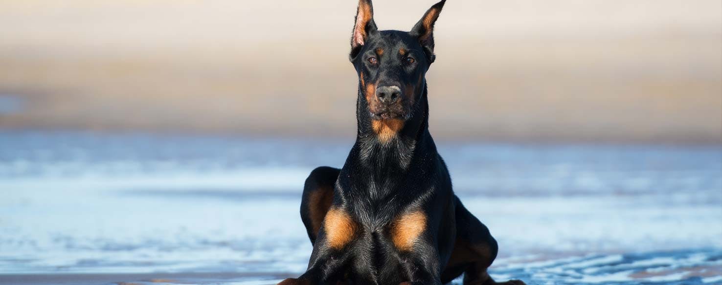 Leash method for How to Train Your Dog to Lay Down from a Distance