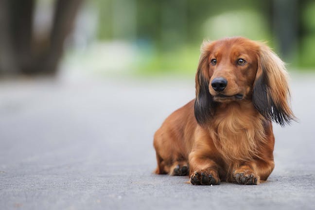 How to Train Your Dog to Lie Down from Standing