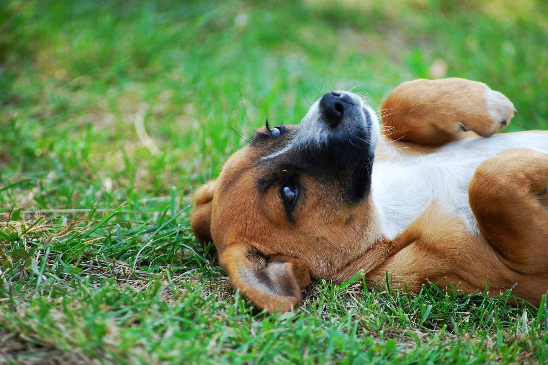 how-to-train-your-dog-to-lay-on-his-back-wag