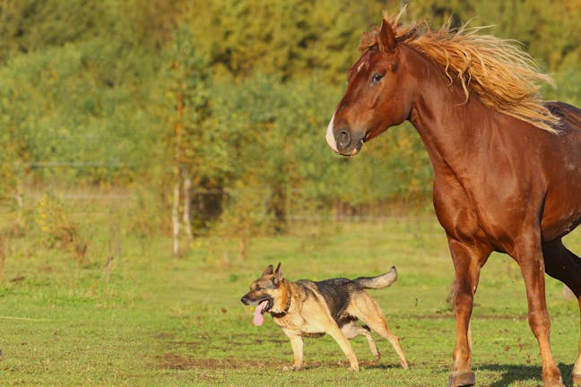 How to Train Your Dog to Lead a Horse