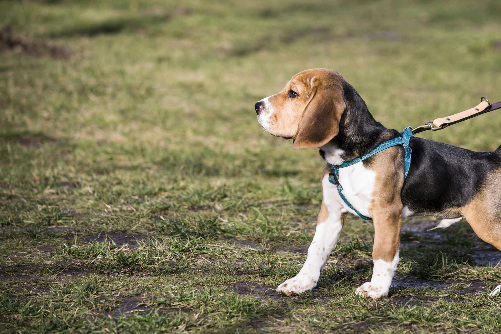 How to Leash Train a Beagle Puppy