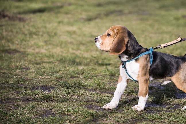 How to Leash Train a Beagle Puppy