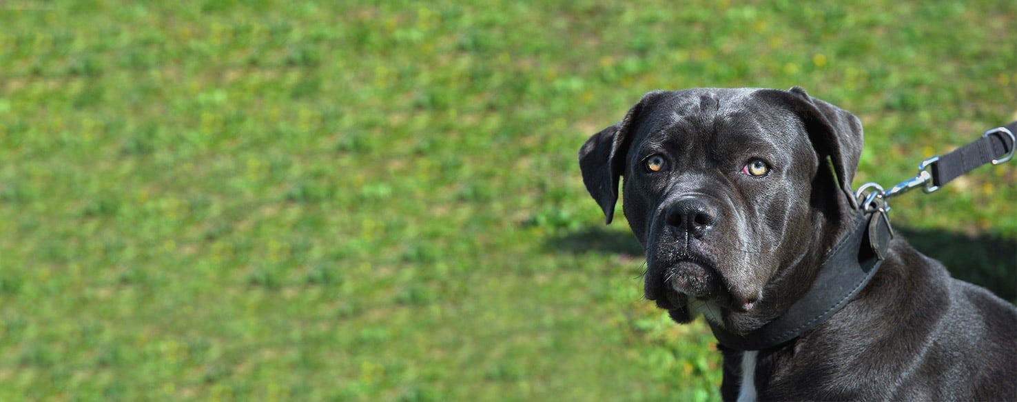 shock collar for cane corso