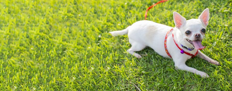 How to Leash Train a Chihuahua Puppy
