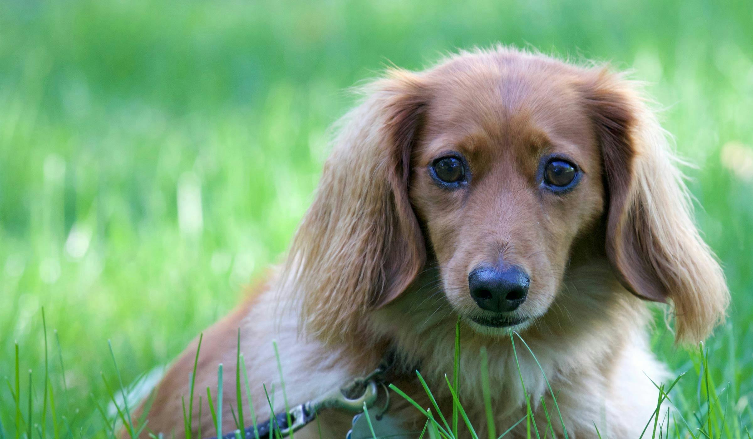 How to Leash Train a Dachshund Puppy Wag!