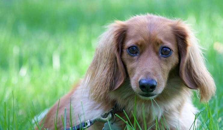 How to Leash Train a Dachshund Puppy