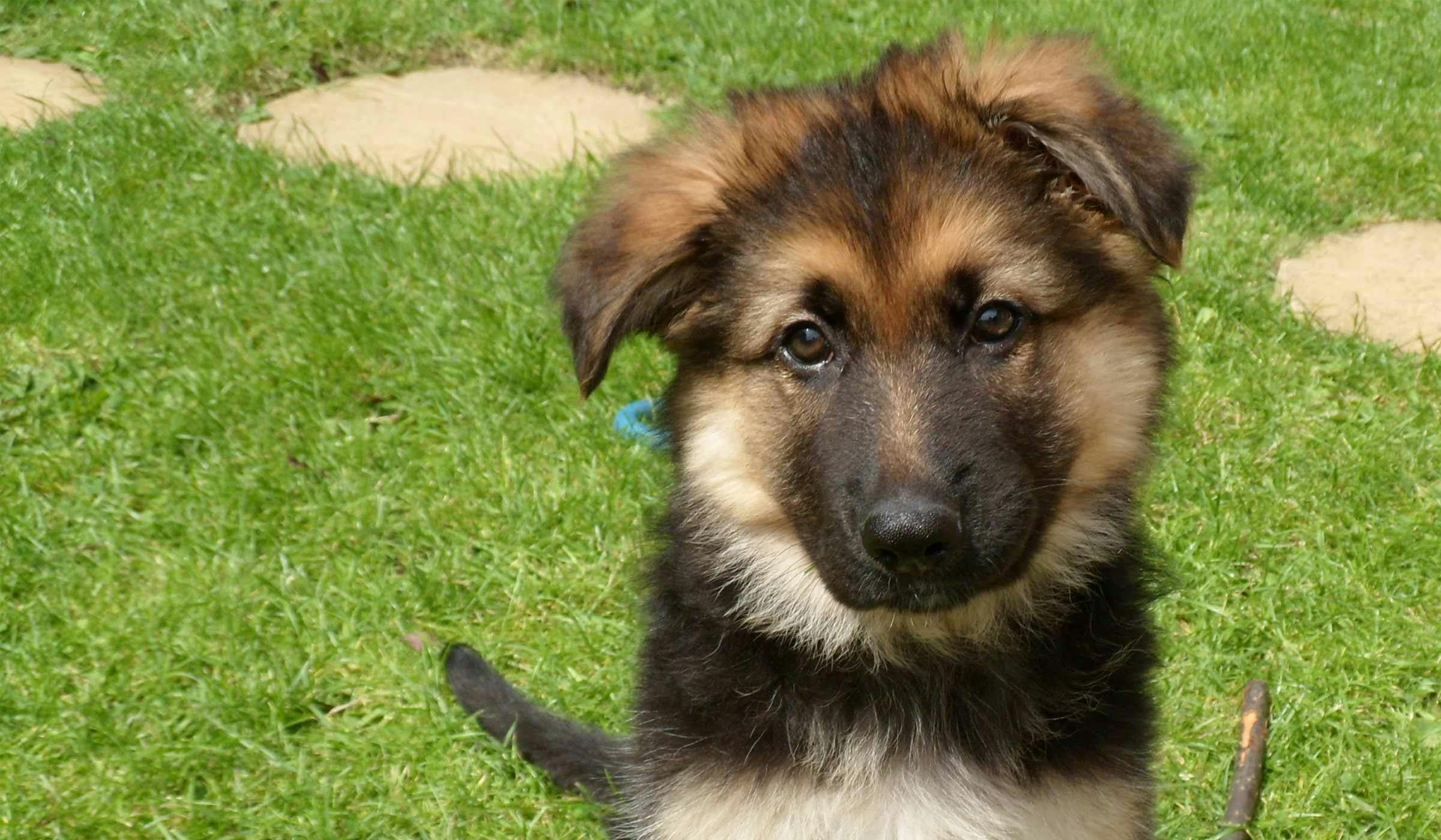 How to Leash Train a German Shepherd Puppy Wag!