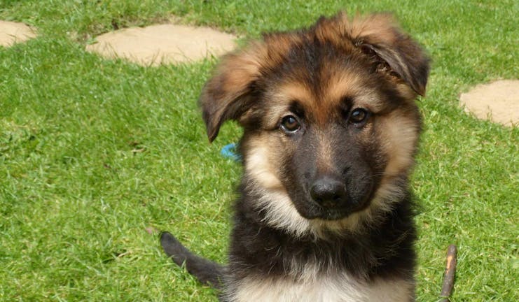 How to Leash Train a German Shepherd Puppy | Wag!