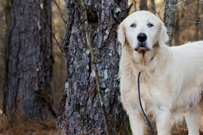 How to Leash Train a Great Pyrenees