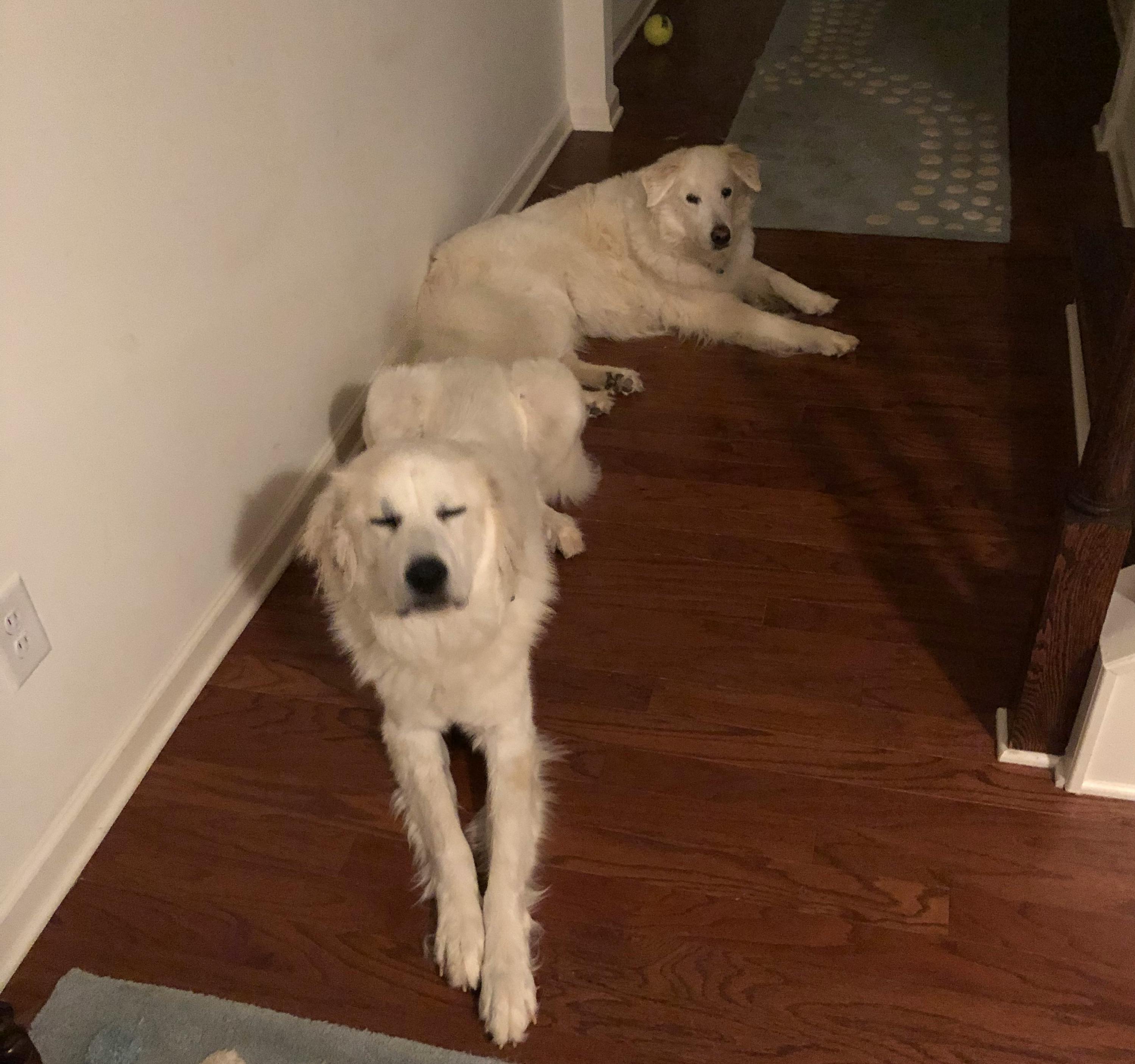 shock collar for great pyrenees